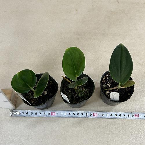 観葉植物　スキンダプサス Black Truebie(ブラックトレビー) 2.5号ポット(個体おまかせ1鉢)　インテリアグリーン 室内園芸 おしゃれ 可愛い かわいい |  | 06