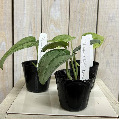 観葉植物 スキンダプサス Light Tosca 2.5号ポット(個体おまかせ1鉢