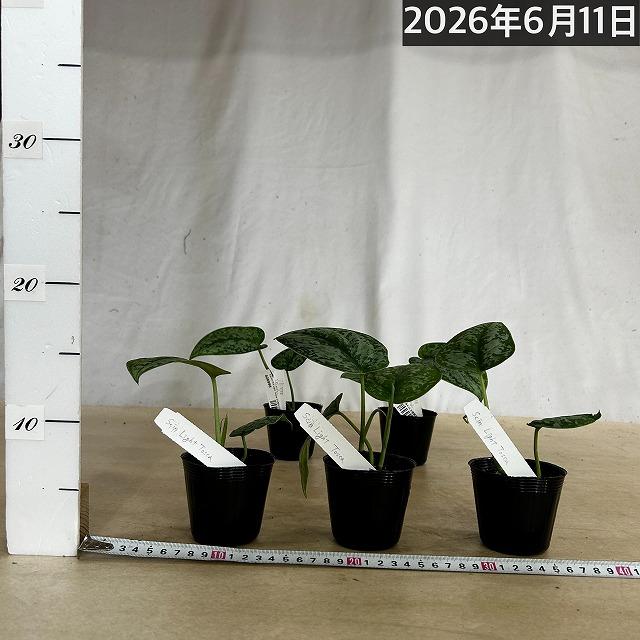 観葉植物 スキンダプサス Light Tosca 2.5号ポット(個体おまかせ1鉢