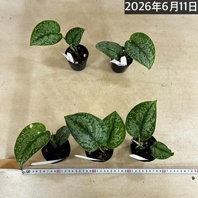 観葉植物 スキンダプサス Light Tosca 2.5号ポット(個体おまかせ1鉢