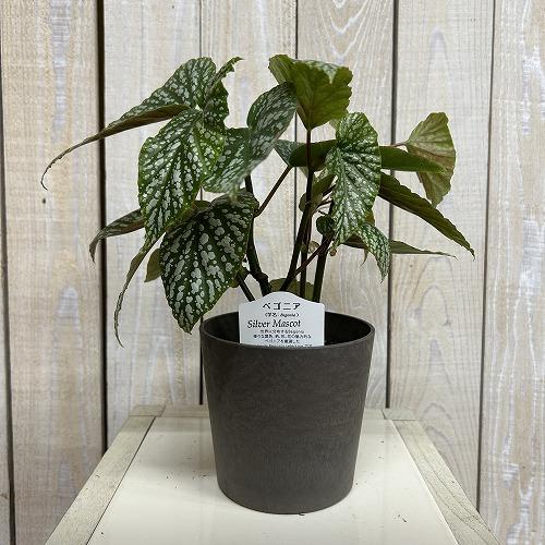 観葉植物 ベゴニア Silver Mascot(シルバーマスコット) 4号鉢(個体