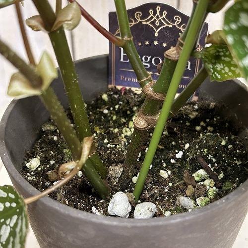 観葉植物 ベゴニア Silver Mascot(シルバーマスコット) 4号鉢(個体