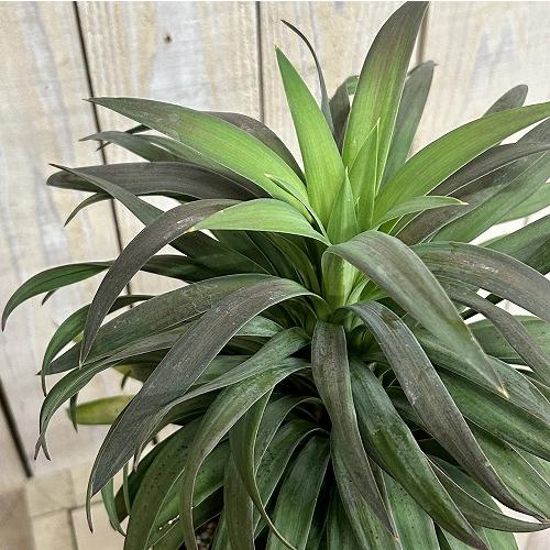 観葉植物　ユッカ デスメティアナ コンパクタ 5号(個体おまかせ1鉢)　インテリアグリーン 室内園芸 おしゃれ 可愛い かわいい | 