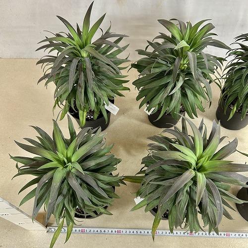 観葉植物　ユッカ デスメティアナ コンパクタ 5号(個体おまかせ1鉢)　インテリアグリーン 室内園芸 おしゃれ 可愛い かわいい |  | 10