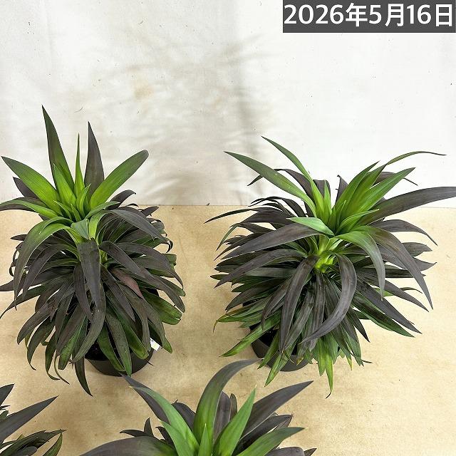 観葉植物 ユッカ デスメティアナ コンパクタ 5号(個体おまかせ1鉢