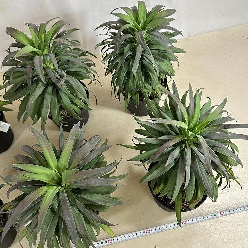 観葉植物　ユッカ デスメティアナ コンパクタ 5号(個体おまかせ1鉢)　インテリアグリーン 室内園芸 おしゃれ 可愛い かわいい |  | 11