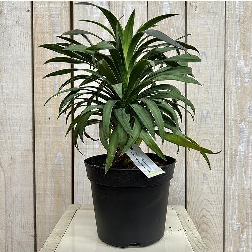 観葉植物　ユッカ デスメティアナ コンパクタ 5号(個体おまかせ1鉢)　インテリアグリーン 室内園芸 おしゃれ 可愛い かわいい |  | 01