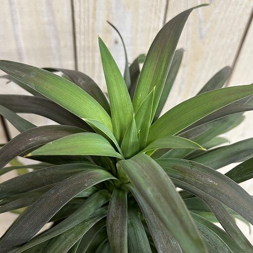 観葉植物　ユッカ デスメティアナ コンパクタ 5号(個体おまかせ1鉢)　インテリアグリーン 室内園芸 おしゃれ 可愛い かわいい |  | 02