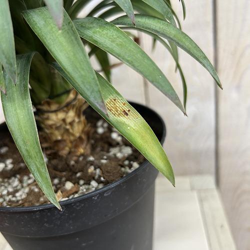 観葉植物　ユッカ デスメティアナ コンパクタ 5号(個体おまかせ1鉢)　インテリアグリーン 室内園芸 おしゃれ 可愛い かわいい |  | 03