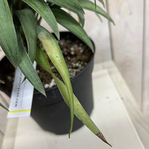 観葉植物　ユッカ デスメティアナ コンパクタ 5号(個体おまかせ1鉢)　インテリアグリーン 室内園芸 おしゃれ 可愛い かわいい |  | 04