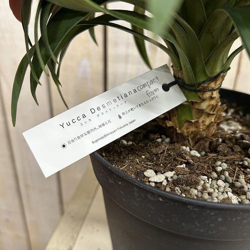 観葉植物　ユッカ デスメティアナ コンパクタ 5号(個体おまかせ1鉢)　インテリアグリーン 室内園芸 おしゃれ 可愛い かわいい |  | 05