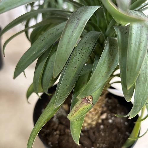 観葉植物　ユッカ デスメティアナ コンパクタ 5号(個体おまかせ1鉢)　インテリアグリーン 室内園芸 おしゃれ 可愛い かわいい |  | 06