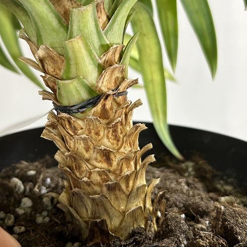 観葉植物　ユッカ デスメティアナ コンパクタ 5号(個体おまかせ1鉢)　インテリアグリーン 室内園芸 おしゃれ 可愛い かわいい |  | 07