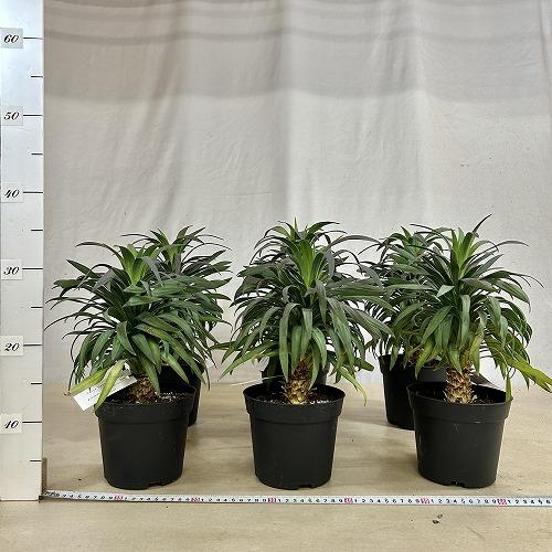 観葉植物　ユッカ デスメティアナ コンパクタ 5号(個体おまかせ1鉢)　インテリアグリーン 室内園芸 おしゃれ 可愛い かわいい |  | 08