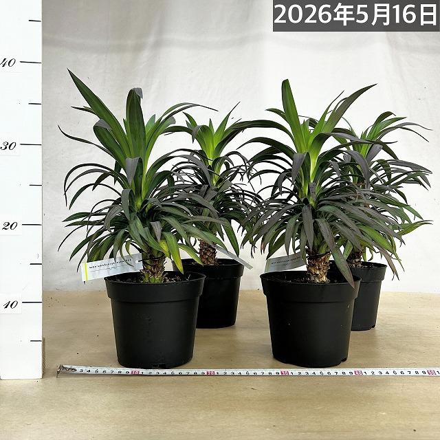観葉植物 ユッカ デスメティアナ コンパクタ 5号(個体おまかせ1鉢
