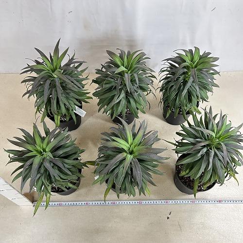 観葉植物　ユッカ デスメティアナ コンパクタ 5号(個体おまかせ1鉢)　インテリアグリーン 室内園芸 おしゃれ 可愛い かわいい |  | 09