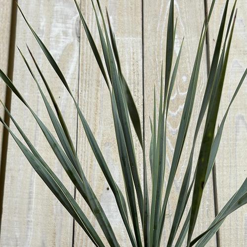 庭木苗　ユッカ ロストラータ シルバーブルー 苗 4.5号ポット(個体おまかせ1鉢)　シンボルツリー 造園 樹木 おしゃれ 耐寒性 寒さに強い | 