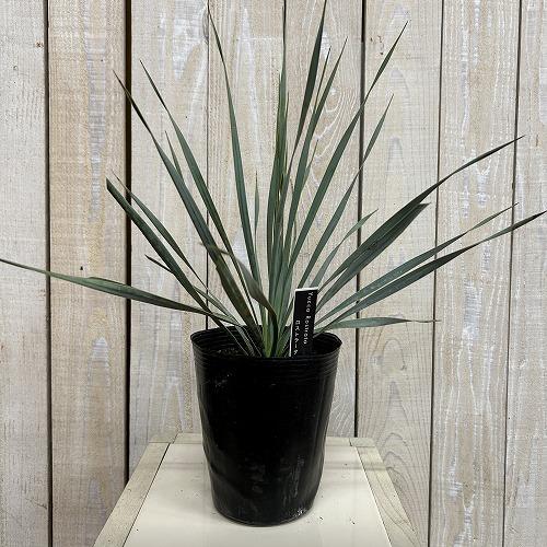 庭木苗　ユッカ ロストラータ シルバーブルー 苗 4.5号ポット(個体おまかせ1鉢)　シンボルツリー 造園 樹木 おしゃれ 耐寒性 寒さに強い |  | 02