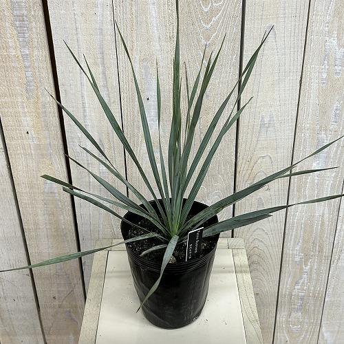 庭木苗　ユッカ ロストラータ シルバーブルー 苗 4.5号ポット(個体おまかせ1鉢)　シンボルツリー 造園 樹木 おしゃれ 耐寒性 寒さに強い |  | 03