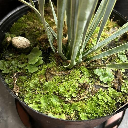 庭木苗　ユッカ ロストラータ シルバーブルー 苗 4.5号ポット(個体おまかせ1鉢)　シンボルツリー 造園 樹木 おしゃれ 耐寒性 寒さに強い |  | 04