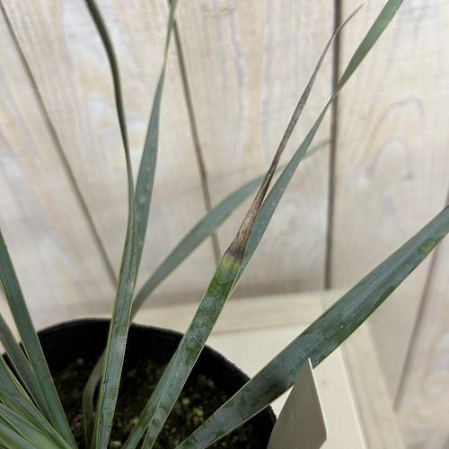庭木苗　ユッカ ロストラータ シルバーブルー 苗 4.5号ポット(個体おまかせ1鉢)　シンボルツリー 造園 樹木 おしゃれ 耐寒性 寒さに強い |  | 05