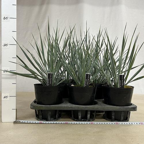 庭木苗　ユッカ ロストラータ シルバーブルー 苗 4.5号ポット(個体おまかせ1鉢)　シンボルツリー 造園 樹木 おしゃれ 耐寒性 寒さに強い |  | 06