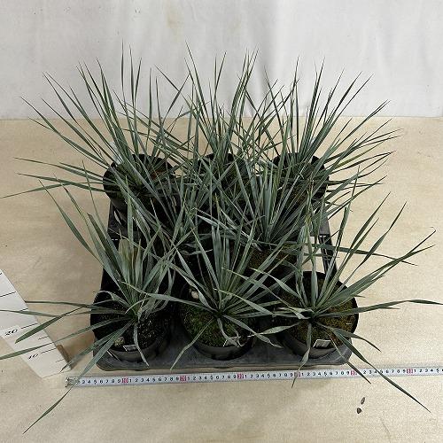 庭木苗　ユッカ ロストラータ シルバーブルー 苗 4.5号ポット(個体おまかせ1鉢)　シンボルツリー 造園 樹木 おしゃれ 耐寒性 寒さに強い |  | 07