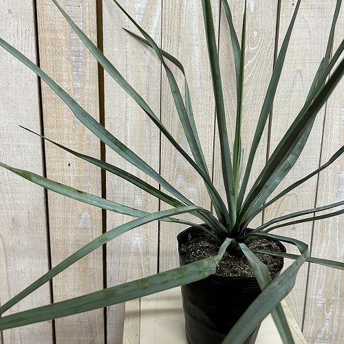 庭木苗　ユッカ リギダ 苗 4.5号ポット(個体おまかせ1鉢)　シンボルツリー 造園 樹木 おしゃれ 耐寒性 寒さに強い | 