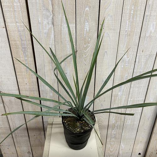 庭木苗　ユッカ リギダ 苗 4.5号ポット(個体おまかせ1鉢)　シンボルツリー 造園 樹木 おしゃれ 耐寒性 寒さに強い |  | 02