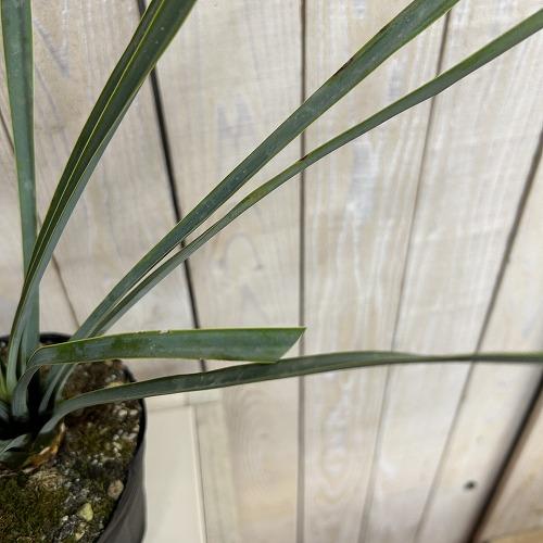 庭木苗　ユッカ リギダ 苗 4.5号ポット(個体おまかせ1鉢)　シンボルツリー 造園 樹木 おしゃれ 耐寒性 寒さに強い |  | 03