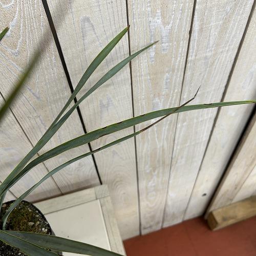 庭木苗　ユッカ リギダ 苗 4.5号ポット(個体おまかせ1鉢)　シンボルツリー 造園 樹木 おしゃれ 耐寒性 寒さに強い |  | 04