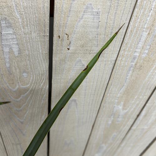 庭木苗　ユッカ リギダ 苗 4.5号ポット(個体おまかせ1鉢)　シンボルツリー 造園 樹木 おしゃれ 耐寒性 寒さに強い |  | 05