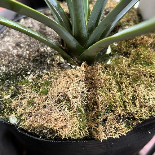 庭木苗　ユッカ リギダ 苗 4.5号ポット(個体おまかせ1鉢)　シンボルツリー 造園 樹木 おしゃれ 耐寒性 寒さに強い |  | 06