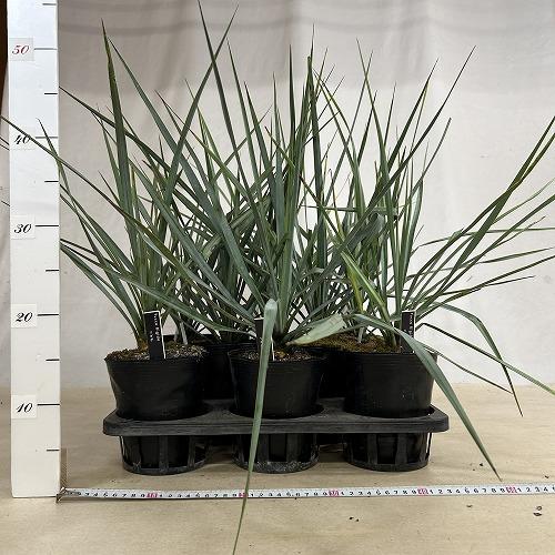 庭木苗　ユッカ リギダ 苗 4.5号ポット(個体おまかせ1鉢)　シンボルツリー 造園 樹木 おしゃれ 耐寒性 寒さに強い |  | 07