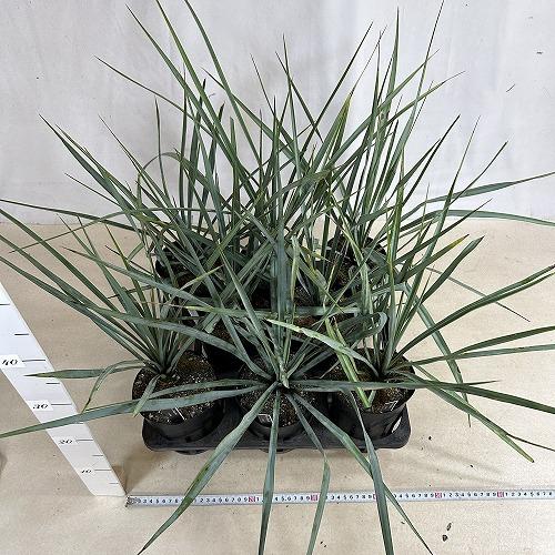 庭木苗　ユッカ リギダ 苗 4.5号ポット(個体おまかせ1鉢)　シンボルツリー 造園 樹木 おしゃれ 耐寒性 寒さに強い |  | 08