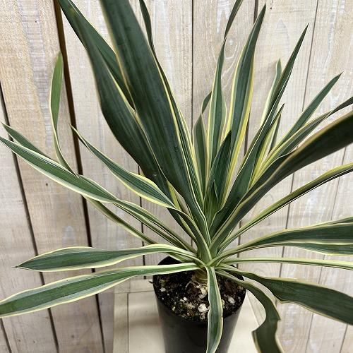 庭木苗　ユッカ グロリオサ(アツバキミガヨラン) 苗 4号ロング硬質ポット(個体おまかせ1鉢)　シンボルツリー 造園 樹木 おしゃれ 耐寒性 寒さに強い | 