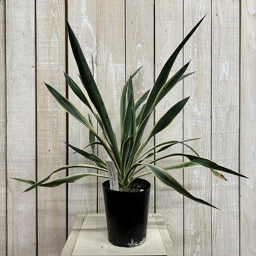 庭木苗　ユッカ グロリオサ(アツバキミガヨラン) 苗 4号ロング硬質ポット(個体おまかせ1鉢)　シンボルツリー 造園 樹木 おしゃれ 耐寒性 寒さに強い |  | 01