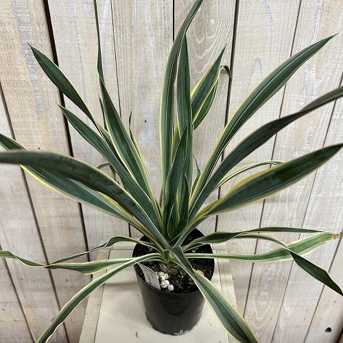 庭木苗　ユッカ グロリオサ(アツバキミガヨラン) 苗 4号ロング硬質ポット(個体おまかせ1鉢)　シンボルツリー 造園 樹木 おしゃれ 耐寒性 寒さに強い |  | 02