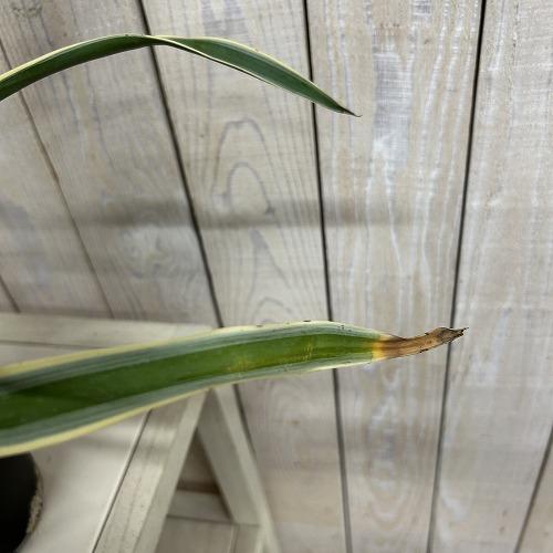 庭木苗　ユッカ グロリオサ(アツバキミガヨラン) 苗 4号ロング硬質ポット(個体おまかせ1鉢)　シンボルツリー 造園 樹木 おしゃれ 耐寒性 寒さに強い |  | 03