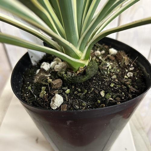 庭木苗　ユッカ グロリオサ(アツバキミガヨラン) 苗 4号ロング硬質ポット(個体おまかせ1鉢)　シンボルツリー 造園 樹木 おしゃれ 耐寒性 寒さに強い |  | 04