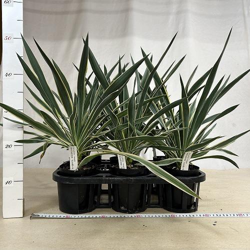 庭木苗　ユッカ グロリオサ(アツバキミガヨラン) 苗 4号ロング硬質ポット(個体おまかせ1鉢)　シンボルツリー 造園 樹木 おしゃれ 耐寒性 寒さに強い |  | 05