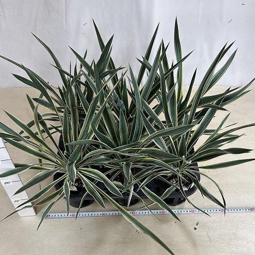 庭木苗　ユッカ グロリオサ(アツバキミガヨラン) 苗 4号ロング硬質ポット(個体おまかせ1鉢)　シンボルツリー 造園 樹木 おしゃれ 耐寒性 寒さに強い |  | 06