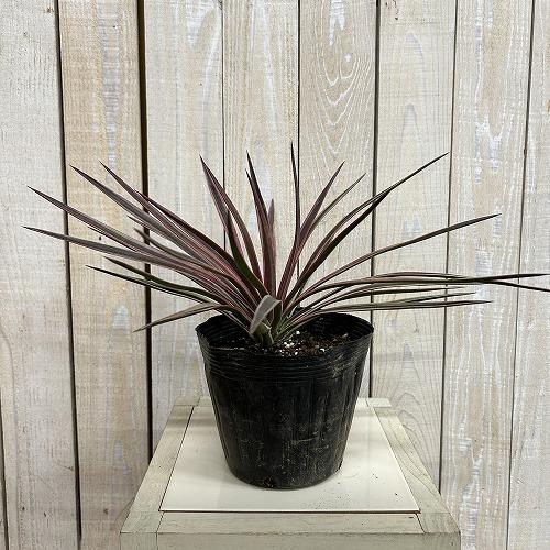 庭木苗　ユッカ アロイフォリア バリエガータ 苗 5号硬質ポット(個体おまかせ1鉢)　シンボルツリー 造園 樹木 おしゃれ 耐寒性 寒さに強い |  | 01