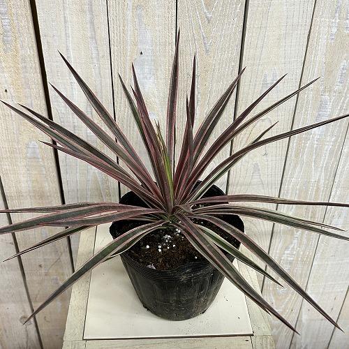 庭木苗　ユッカ アロイフォリア バリエガータ 苗 5号硬質ポット(個体おまかせ1鉢)　シンボルツリー 造園 樹木 おしゃれ 耐寒性 寒さに強い |  | 02