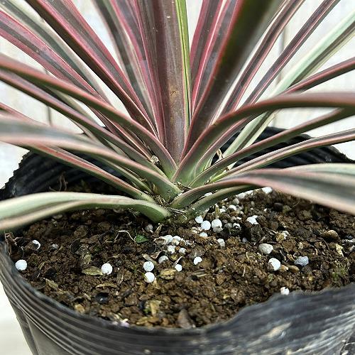 庭木苗　ユッカ アロイフォリア バリエガータ 苗 5号硬質ポット(個体おまかせ1鉢)　シンボルツリー 造園 樹木 おしゃれ 耐寒性 寒さに強い |  | 03