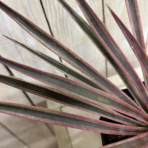 庭木苗　ユッカ アロイフォリア バリエガータ 苗 5号硬質ポット(個体おまかせ1鉢)　シンボルツリー 造園 樹木 おしゃれ 耐寒性 寒さに強い |  | 04