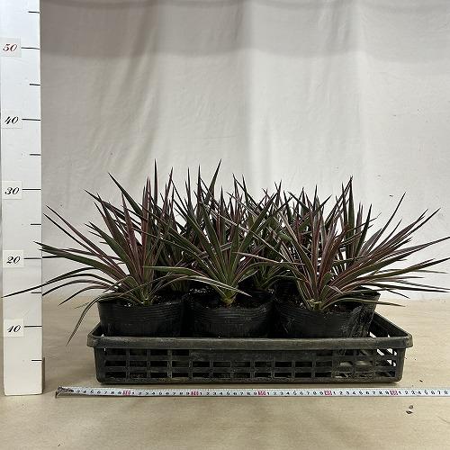 庭木苗　ユッカ アロイフォリア バリエガータ 苗 5号硬質ポット(個体おまかせ1鉢)　シンボルツリー 造園 樹木 おしゃれ 耐寒性 寒さに強い |  | 05