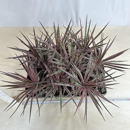 庭木苗　ユッカ アロイフォリア バリエガータ 苗 5号硬質ポット(個体おまかせ1鉢)　シンボルツリー 造園 樹木 おしゃれ 耐寒性 寒さに強い |  | 06