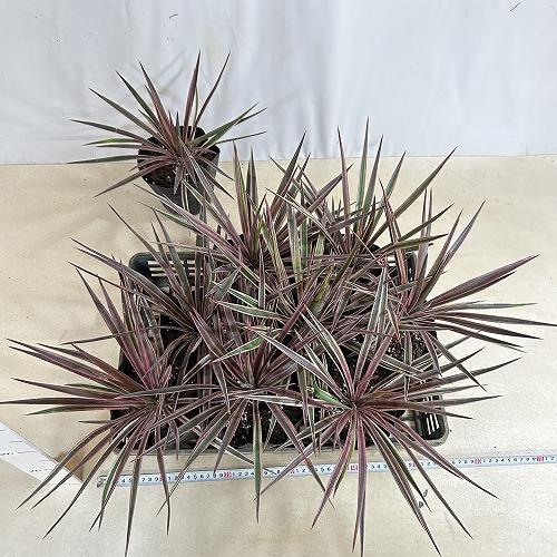 庭木苗　ユッカ アロイフォリア バリエガータ 苗 5号硬質ポット(個体おまかせ1鉢)　シンボルツリー 造園 樹木 おしゃれ 耐寒性 寒さに強い |  | 07