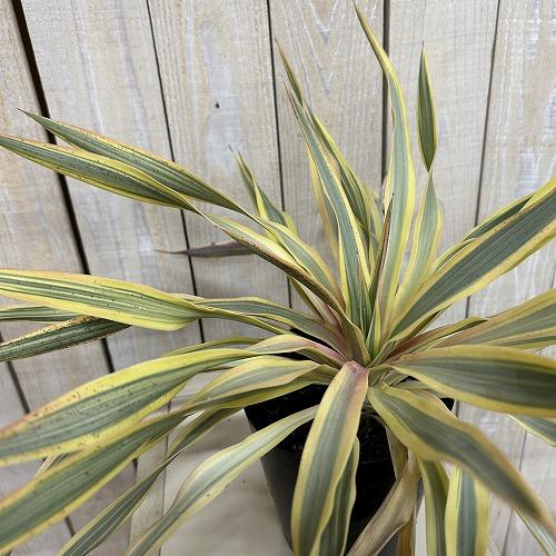 庭木苗　ユッカ グロリオサ ブライトスター 苗 4号ポット(個体おまかせ1鉢)　シンボルツリー 造園 樹木 おしゃれ 耐寒性 寒さに強い | 